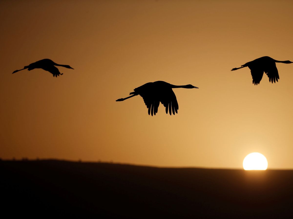 Foto: El cambio climático está alterando la conducta migratoria de las aves. (Reuters/Baz Ratner)