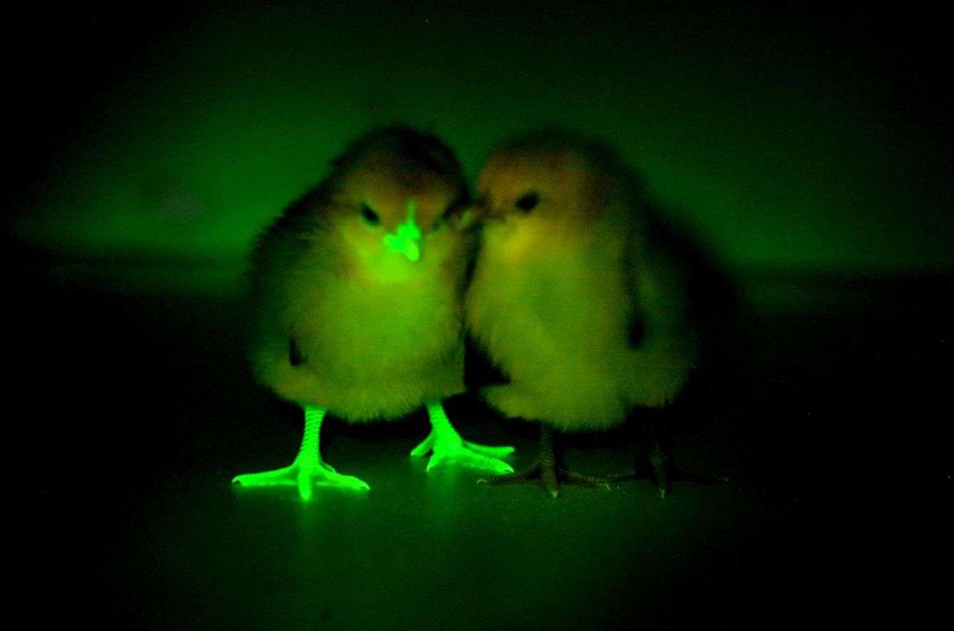 Un pollito modificado genéticamente en el Instituto Roslin para bloquear la transmisión de la gripe aviar. (Reuters)