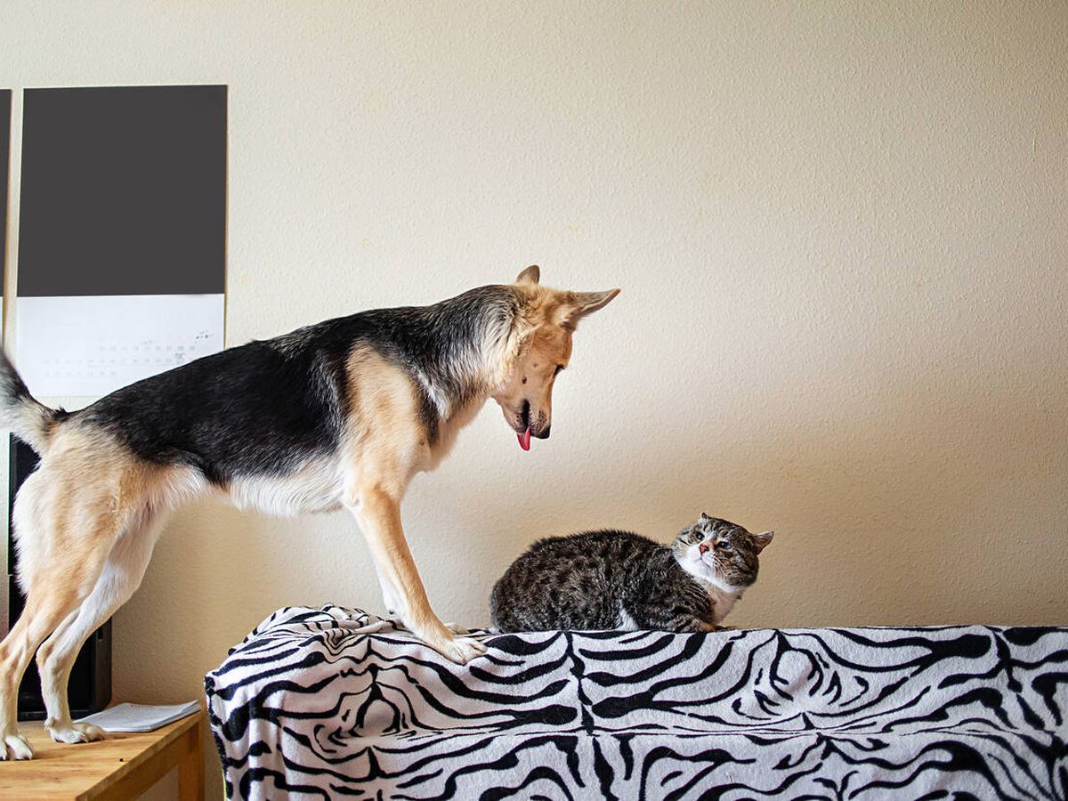 Foto: Perro y gato enfadados (iStock)
