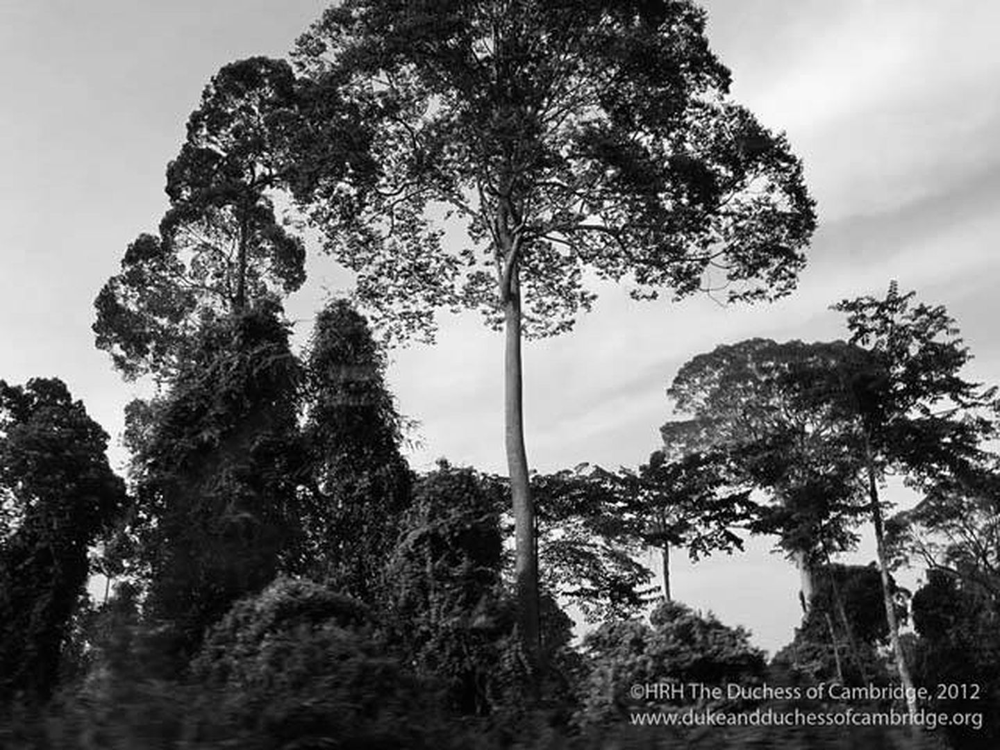 Una de las fotografías realizadas en 2012 en Borneo por Kate Middleton.