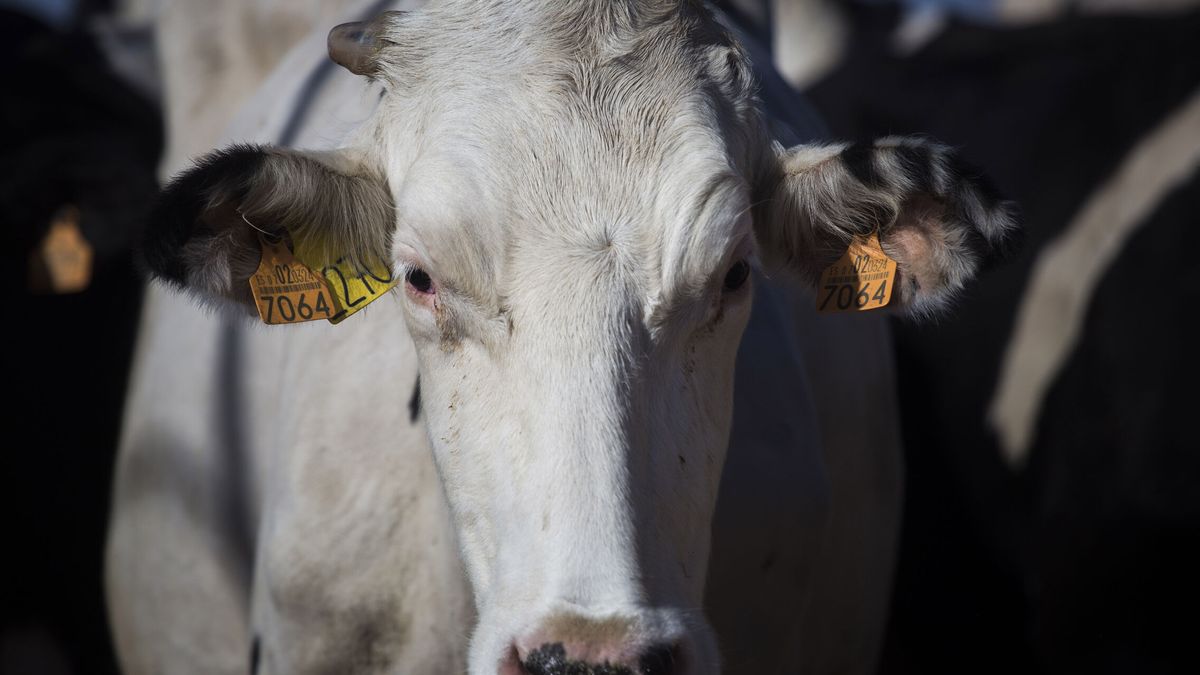 Primera demanda colectiva contra Pascual, Puleva y el resto de empresas del cártel lácteo