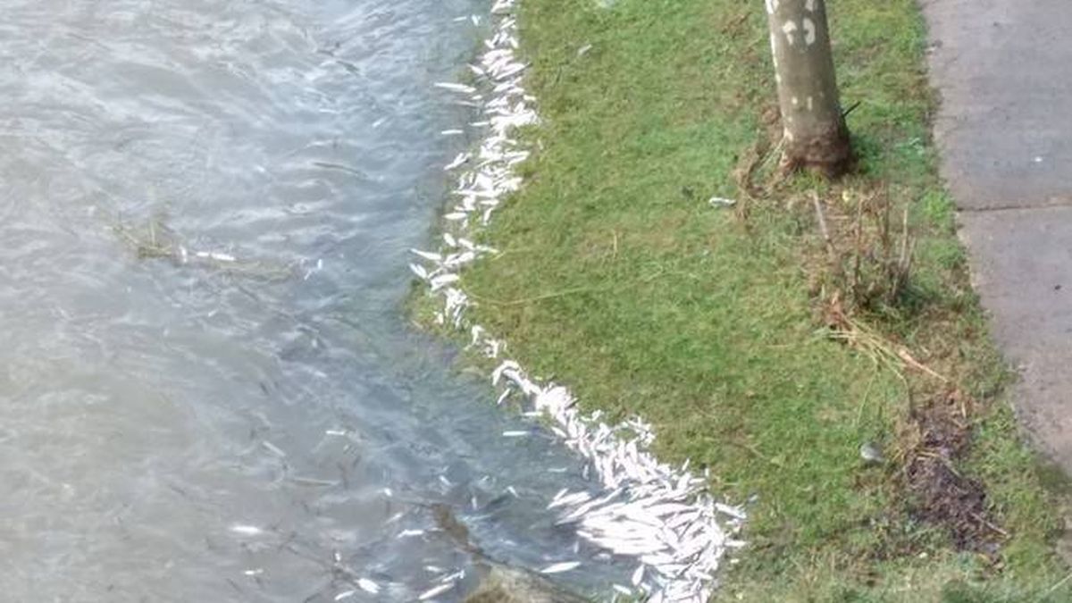 "Cada vez había más y más": aparecen cientos de peces muertos en un río del País Vasco