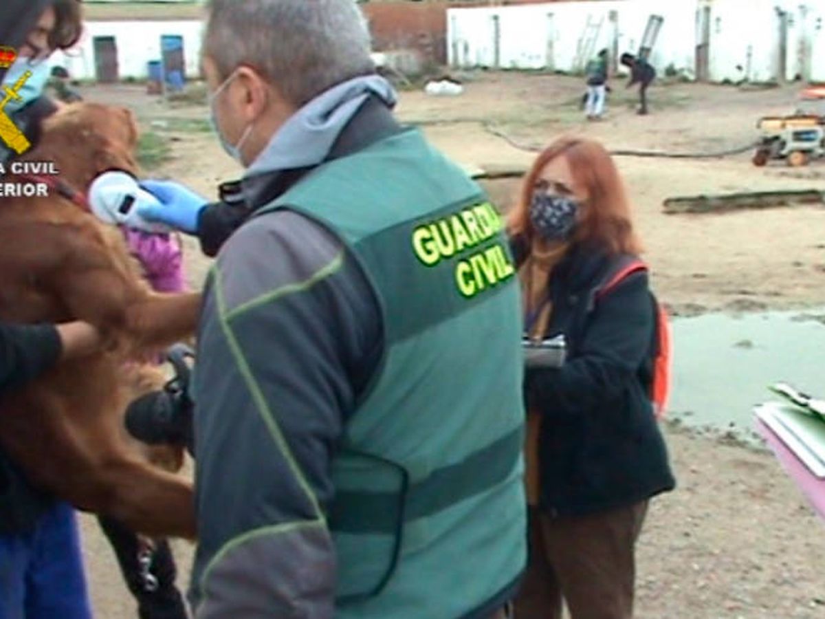 Foto: Los agentes del Seprona encontraron multitud de perros con enfermedades (Guardia Civil)