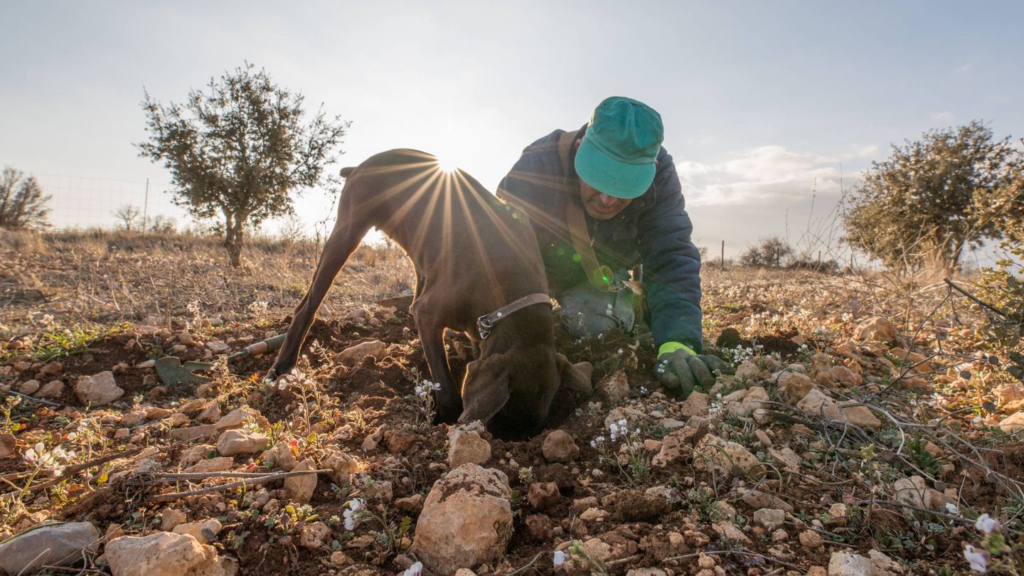 Un perro detecta una trufa madura en una plantación de Teruel. (D.B.)