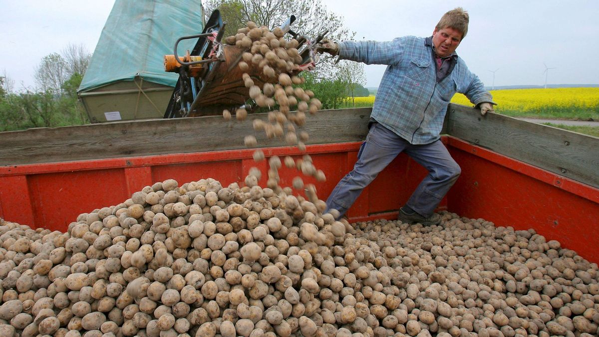 Investigan a dos hombres por un robo masivo de patatas en Sandiás (Ourense)
