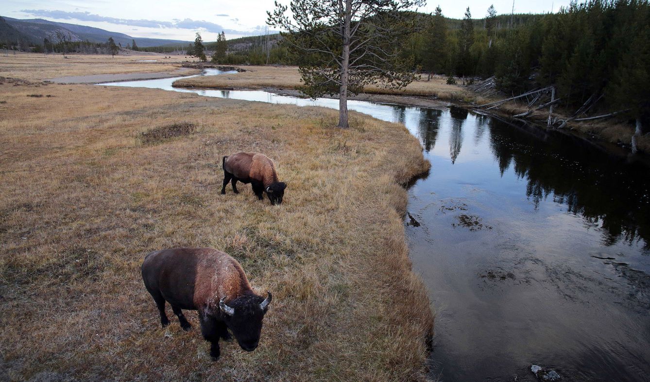 Una pequeña manada de bisontes junto a un río en EEUU. (Andoni Canela)