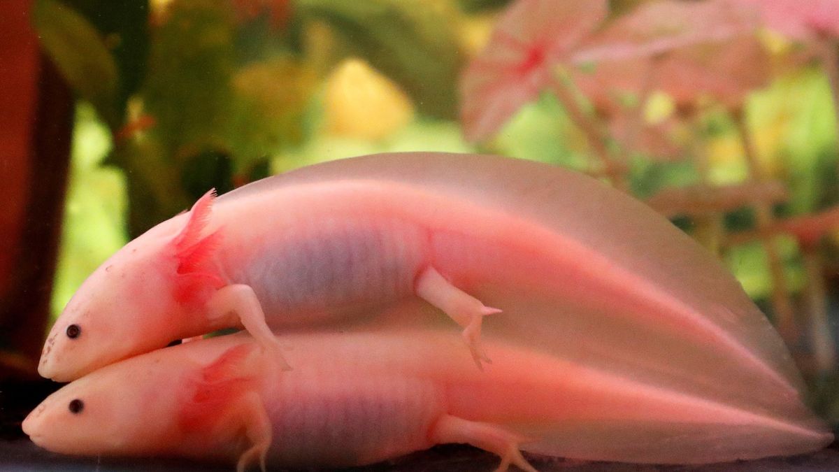 El ajolote, el extraño anfibio que es capaz de regenerar sus extremidades amputadas