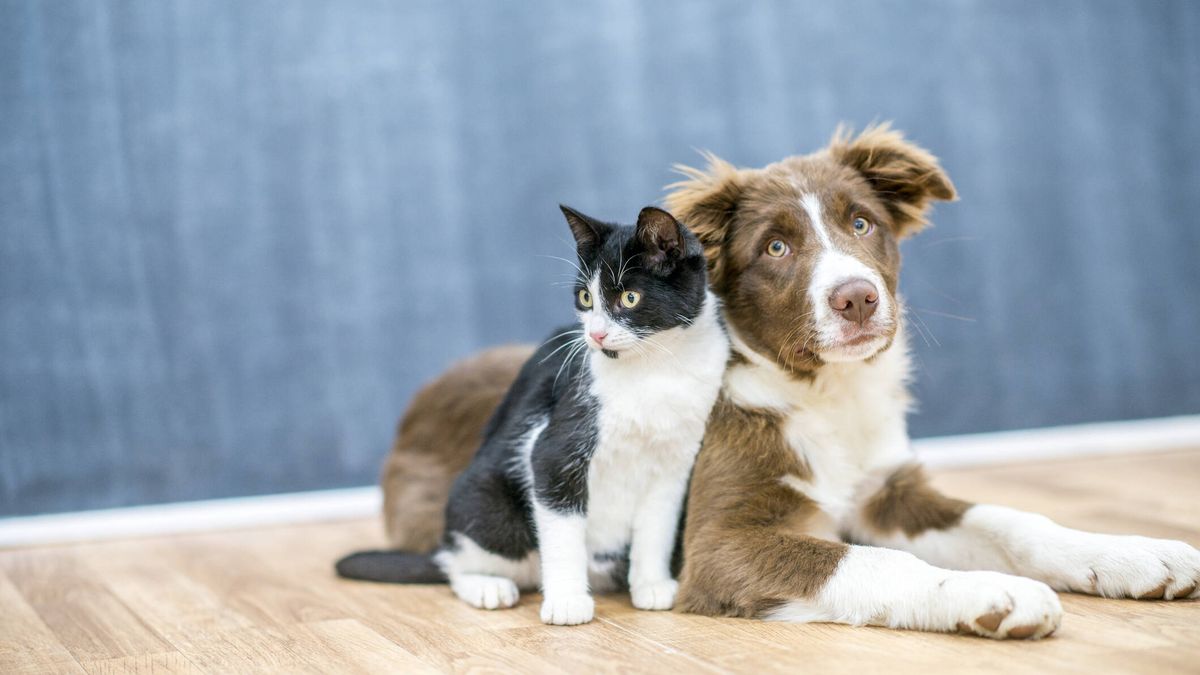 Entra en vigor la ley que reconoce a perros y gatos como "seres sintientes"