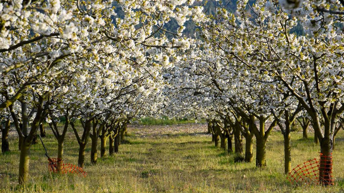 Ni Cáceres ni Badajoz: esta es la zona de España donde disfrutar de los cerezos en flor durante el mes de marzo