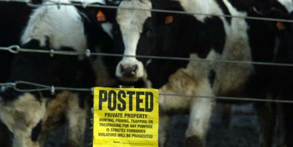 Foto: El regreso de las harinas animales, causantes del mal de las vacas locas