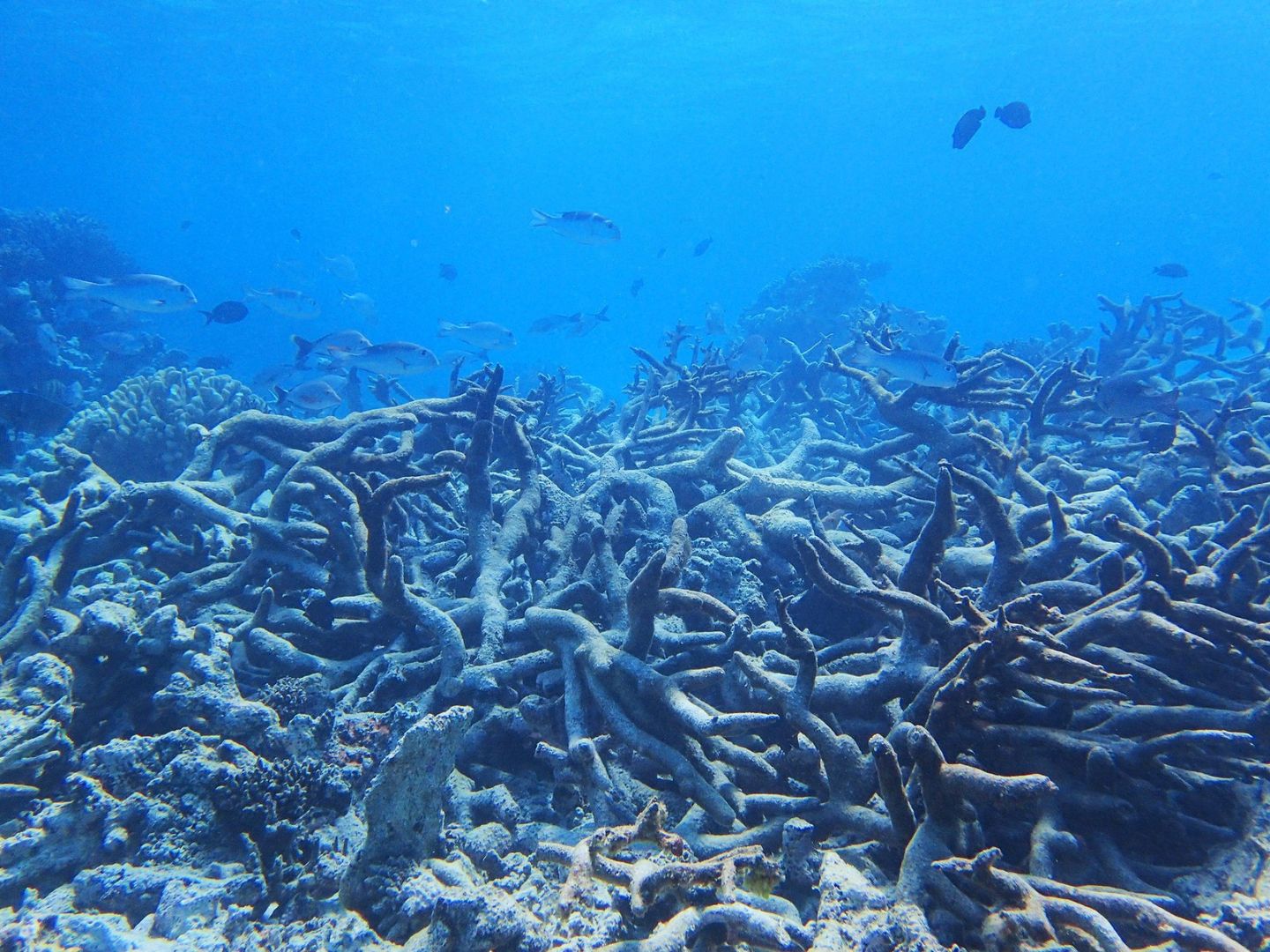 La Barrera de Coral de Australia se está muriendo por la acidificación de los océanos y el aumento de las temperaturas. (EFE)