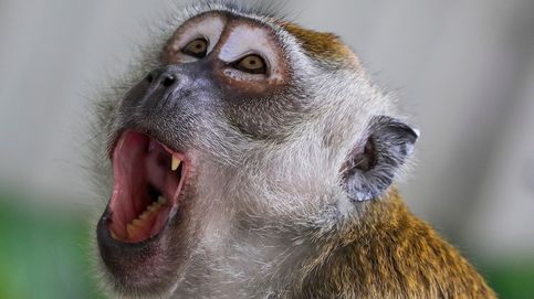 Un mono viaja 22 kilómetros en camión para vengarse de quienes lo apresaron
