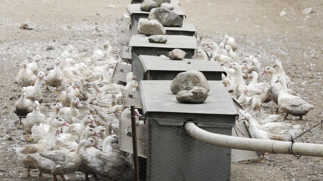 Localizada una segunda granja de patos con gripe aviar en Francia, a 50 km del País Vasco