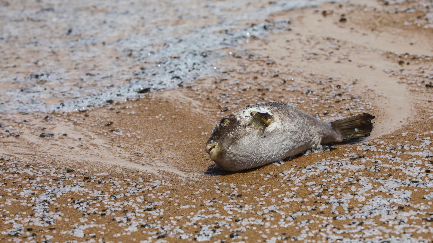 Playa de Sri Lanka con peces muertos entre bolitas de poliestireno. (Reuters)