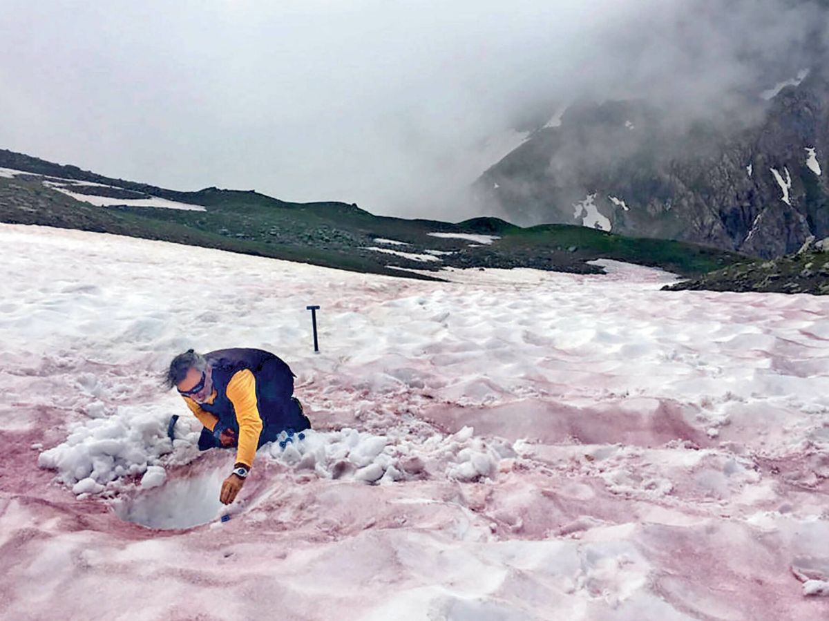 Foto: No es la escena de ningún crimen. La coloración de la nieve se debe a las microalgas que proliferan en los Alpes. 