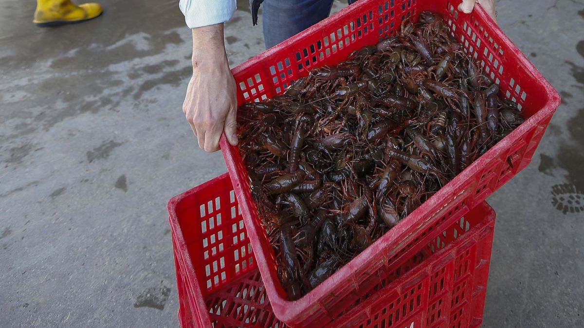 La prohibición del cangrejo rojo destroza una comarca y afecta a Mercadona