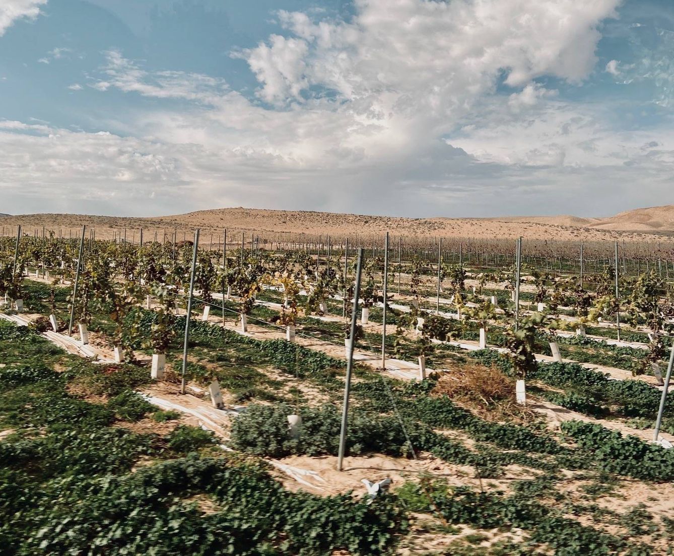   Los viñedos de Nana Winery en pleno desierto. C.S
