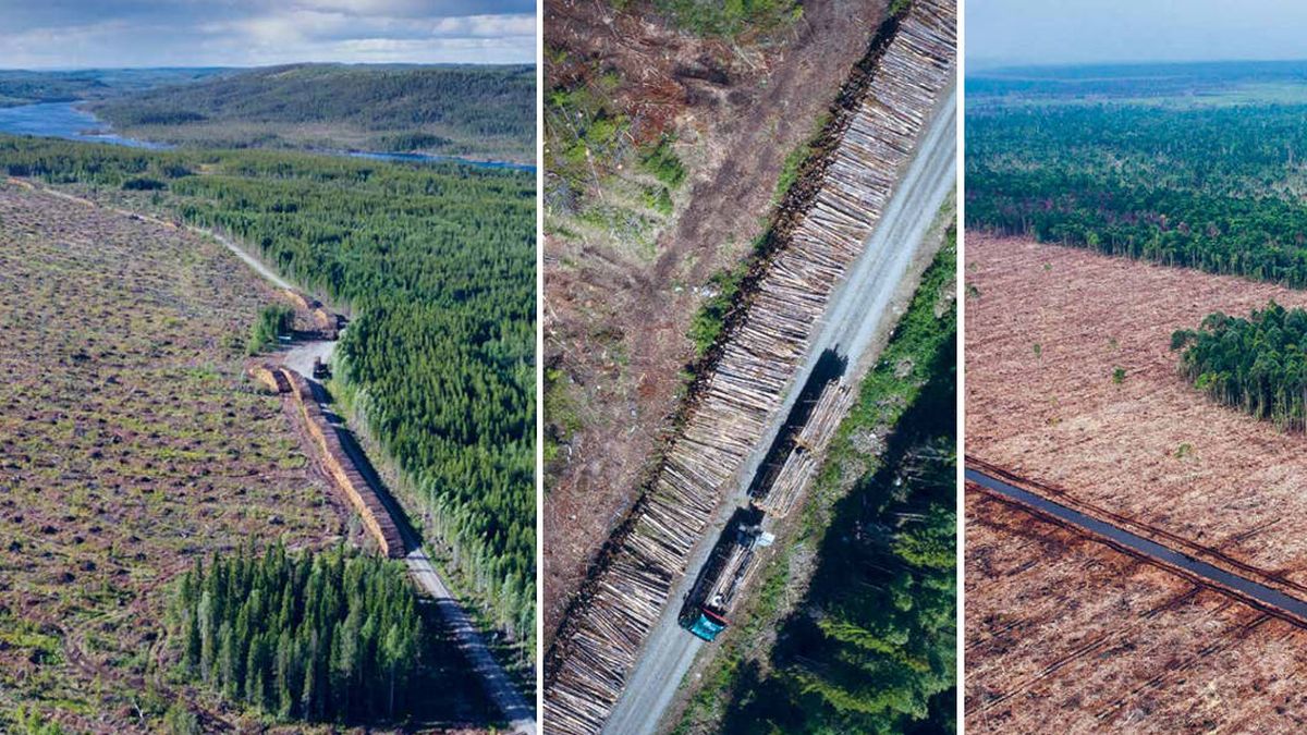 La gran mentira de la industria maderera que explota los bosques del Ártico