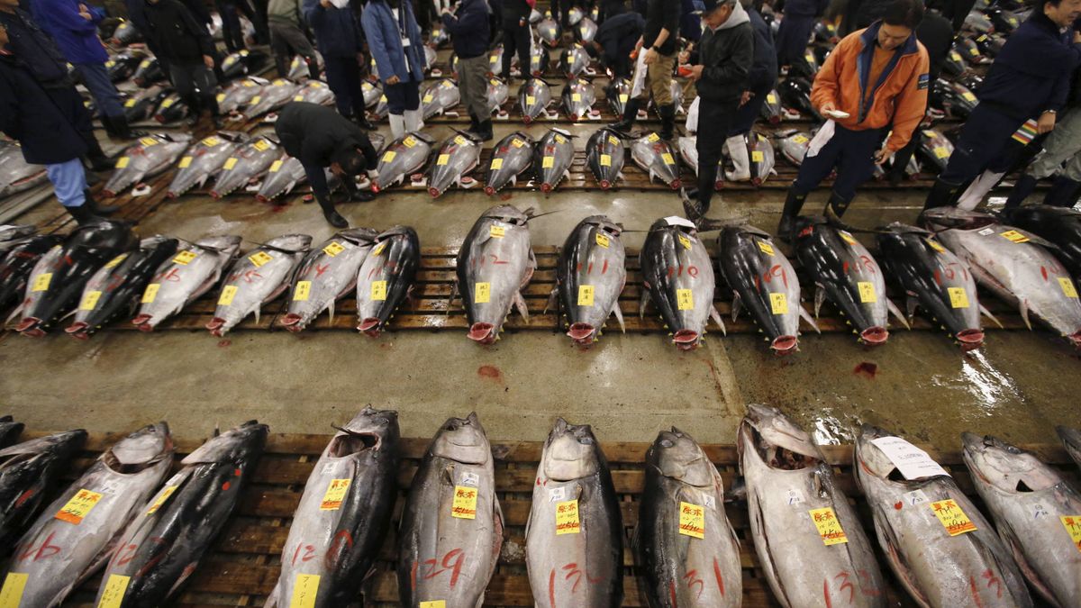 El escándalo del atún: cómo la industria ha conspirado para subirte los precios