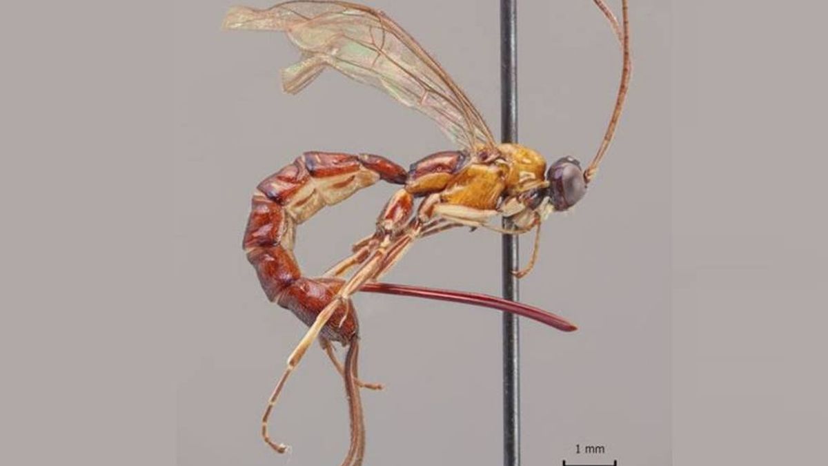 La avispa escorpión, el parasitoide con un aguijón enorme que te mata desde dentro
