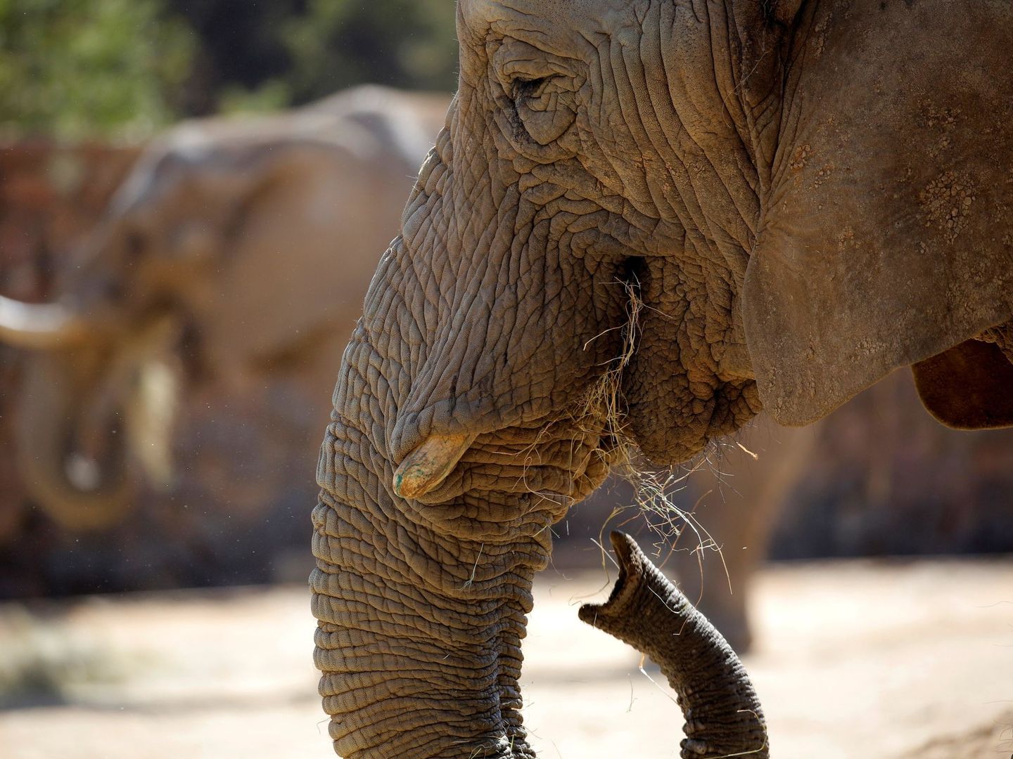 La última 'gran matanza' de elefantes tuvo lugar entre 1965 y 1988 (EFE/EPA)