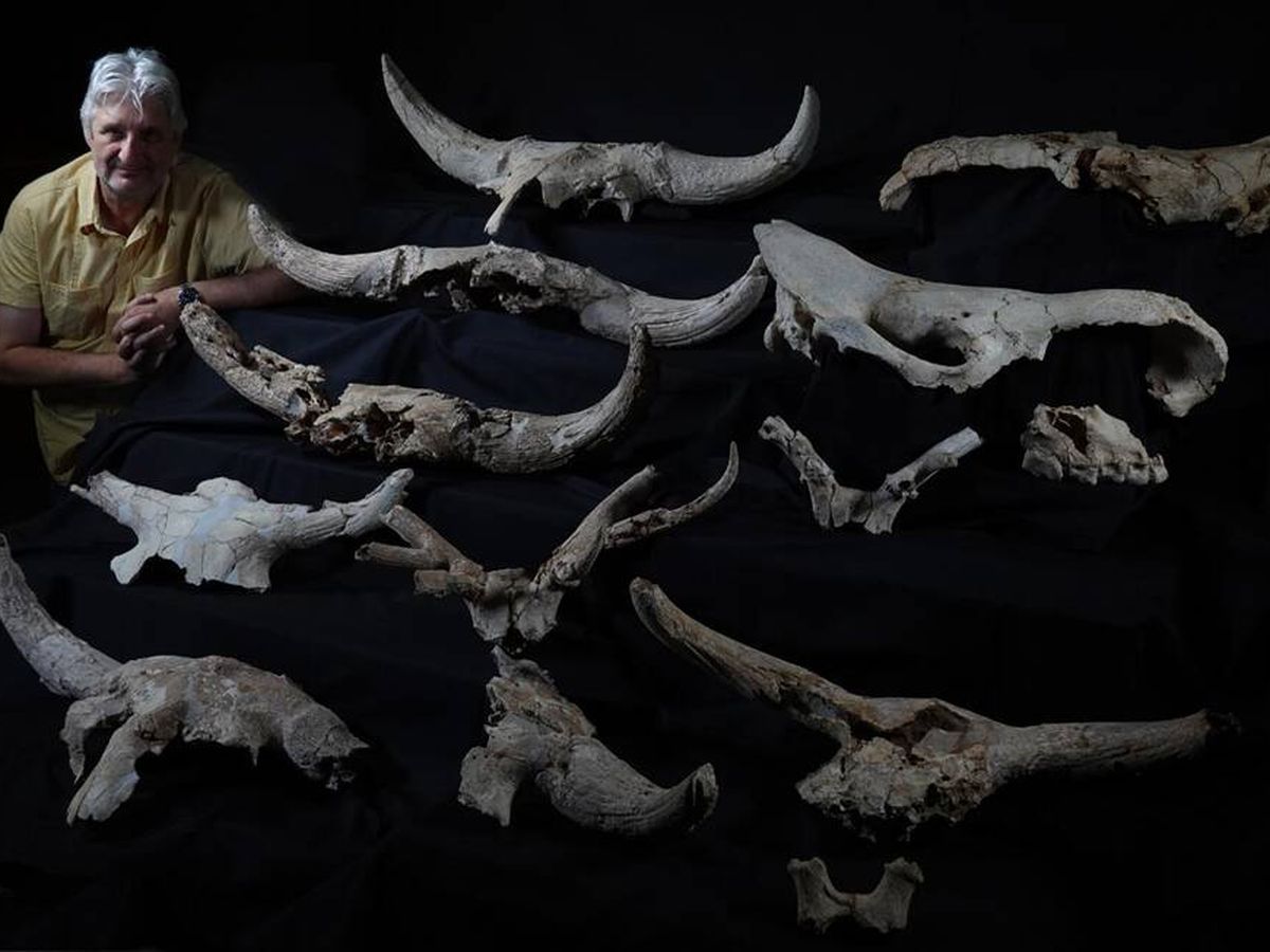 Foto: Baquedano con algunos de los cráneos hallados en la cueva Des-Cubierta. (Comunidad de Madrid/Javier Trueba)