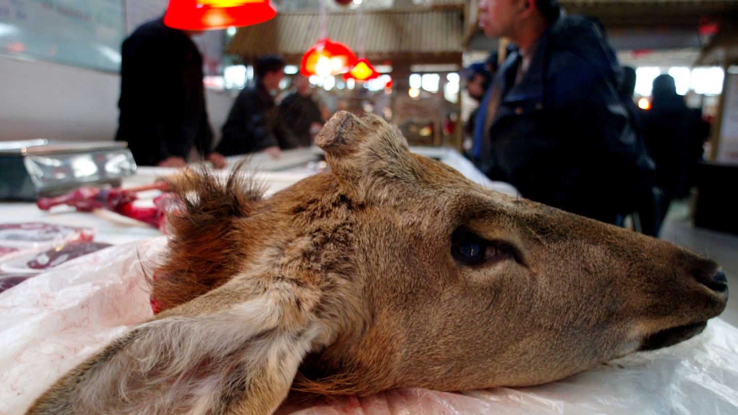 Una cabeza de ciervo en un mercado especializado en animales exóticos de Pekín. (Reuters)
