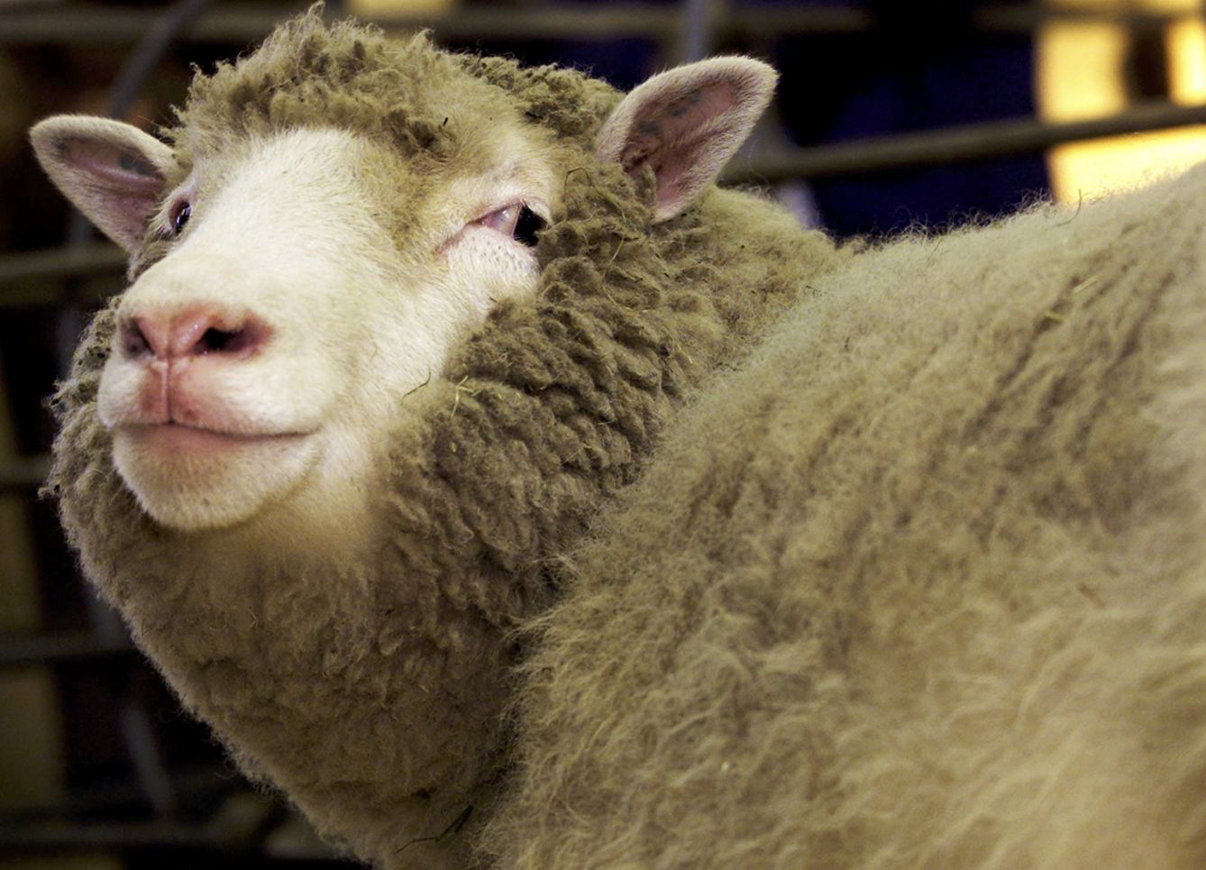 La oveja Dolly sólo vivió seis años, la mitad de la esperanza de vida de su raza. (Reuters)