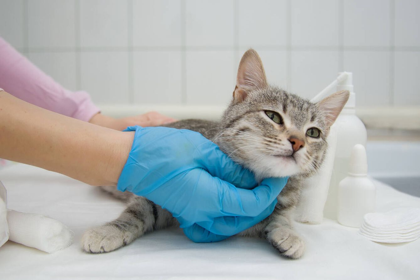Un gato antes de ser operado (iStock)