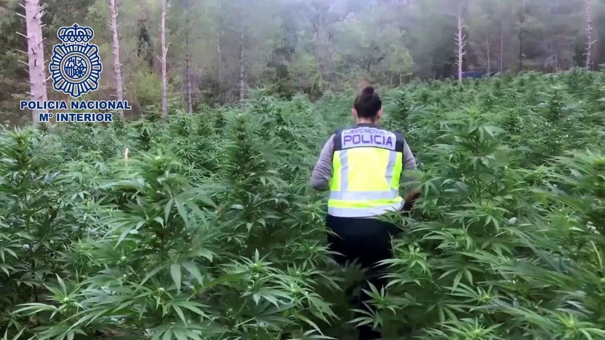 Marihuana bajo tierra: construyen un zulo en Granada para ocultar una plantación
