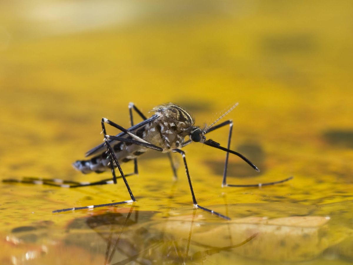 Foto: El mosquito invasor que podría ser responsable de los casos de meningoencefalitis (iStock)