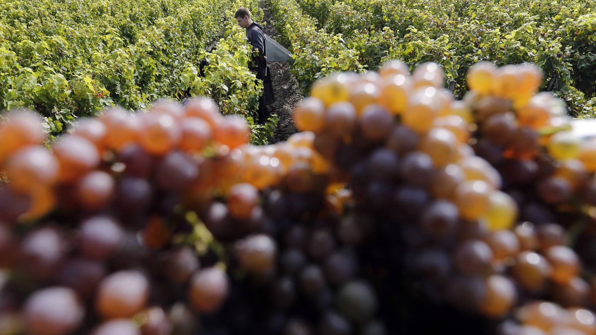 El vino, la nueva batalla en la guerra agrícola francoespañola