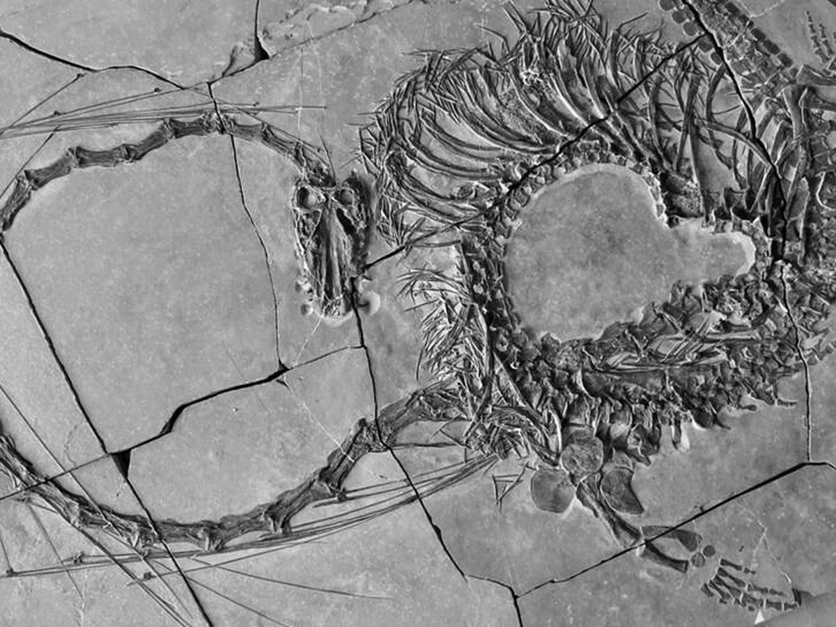 Científicos descubren el fósil de un 'dragón chino' de hace 240 millones de años 