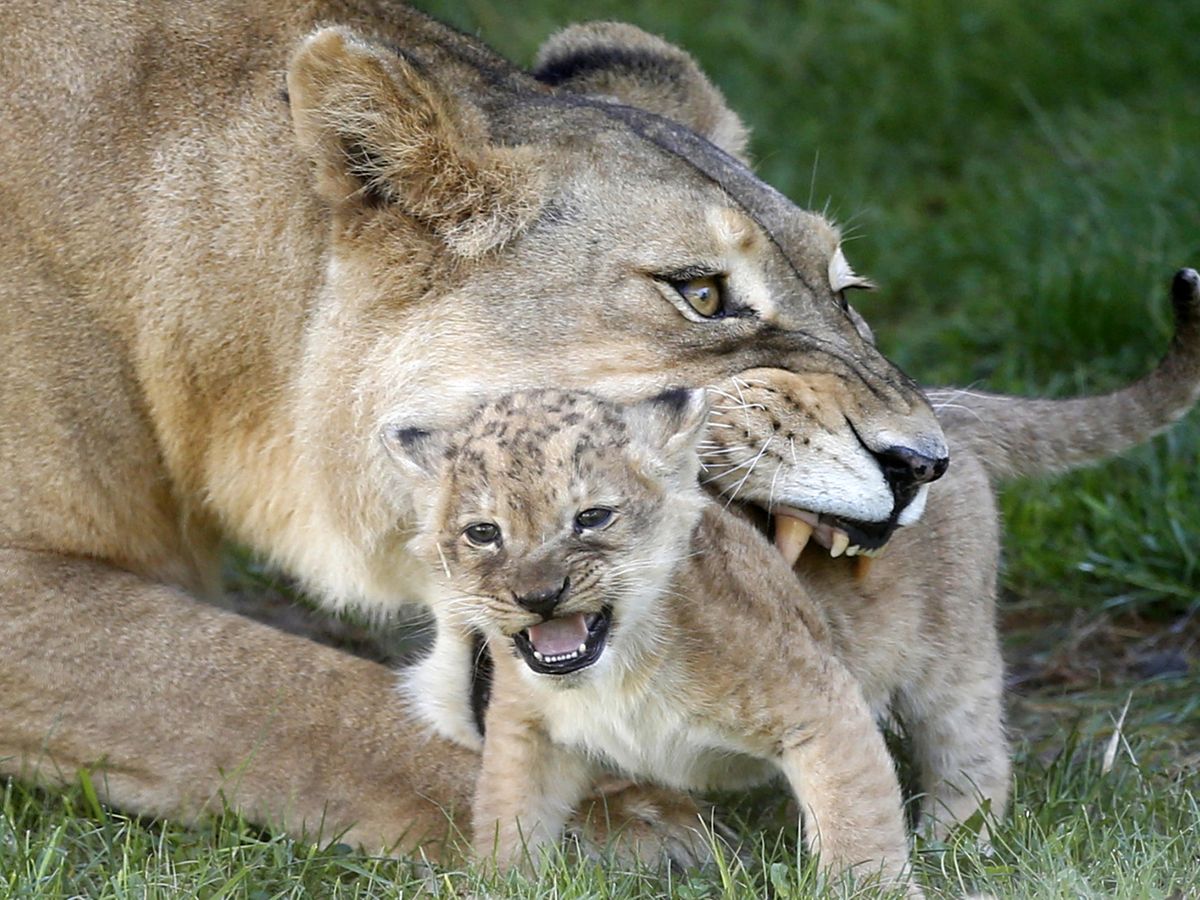 Foto: Una leona con su cachorro (Reuters)