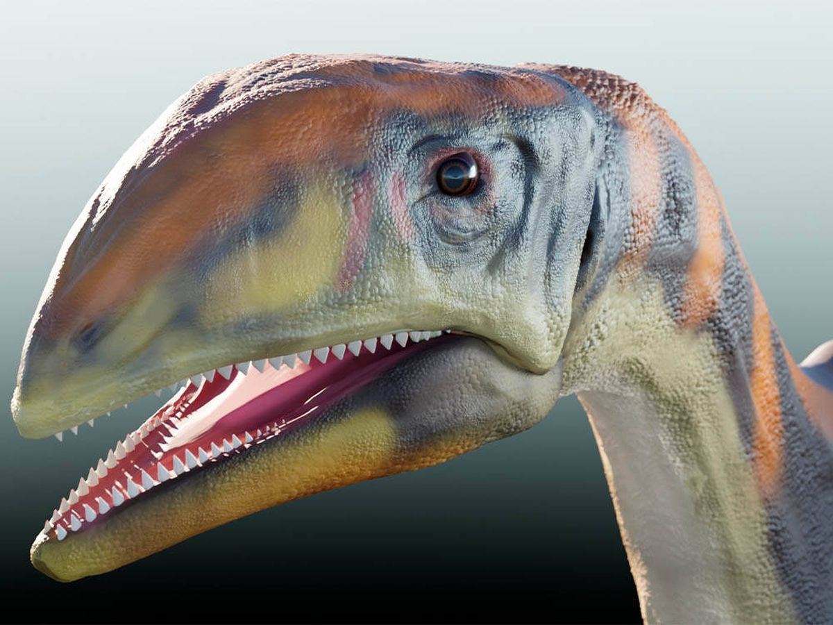 Descubren una nueva especie de dinosaurio de hace 214 millones de años