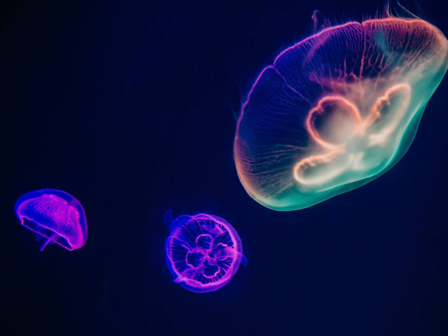 Es posible que las plantas y los animales de las profundidades marinas que dependen del oxígeno ya no puedan sobrevivir (Pexels).