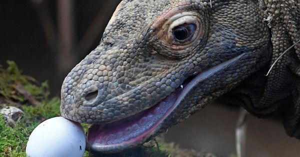 Foto: Un dragón de Komodo, a punto de comerse un huevo (Reuters/Toby Melville)