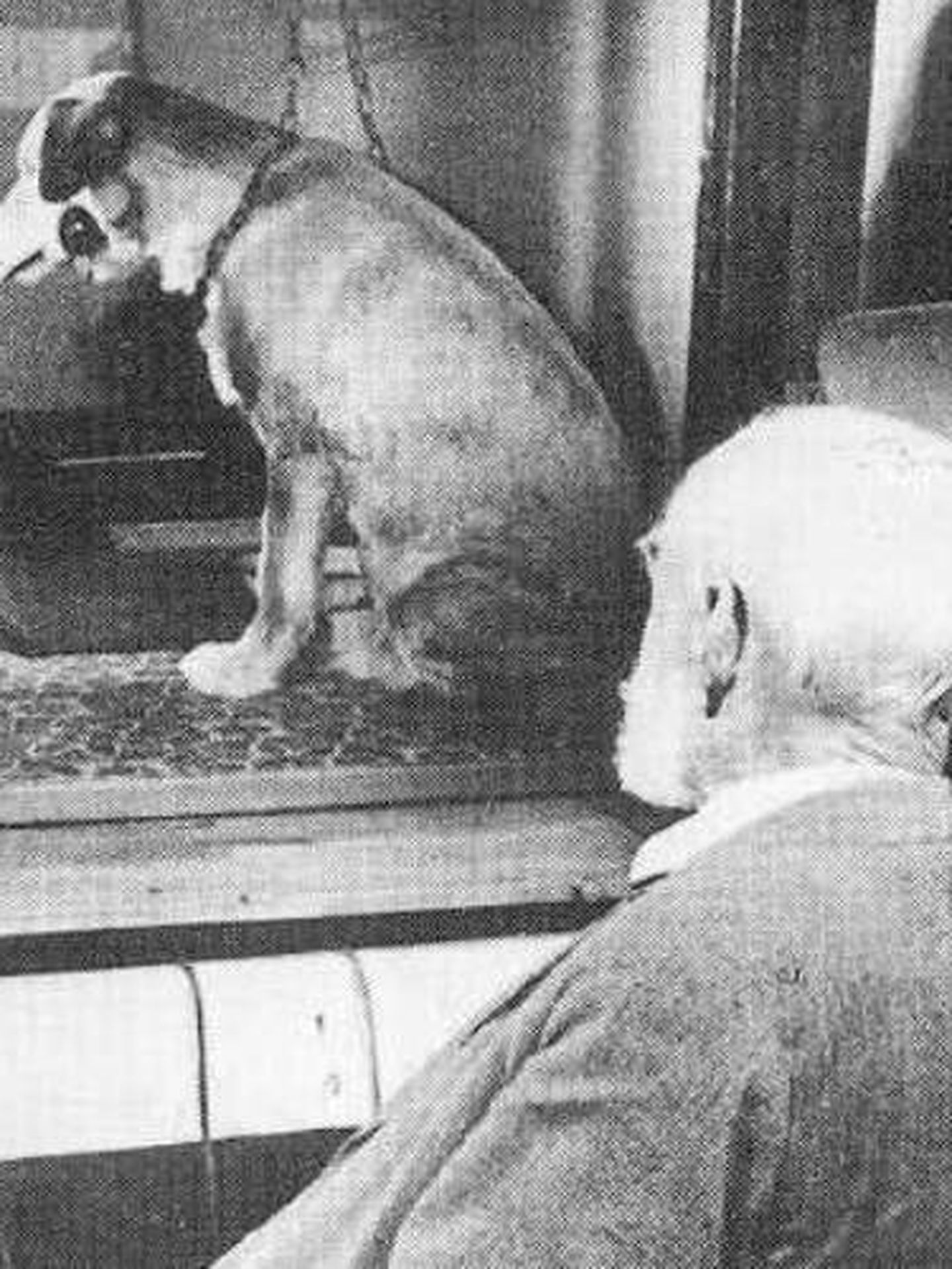 Ivan Paulov con uno de sus perros en sus estudios sobre acondicionamiento clásico.