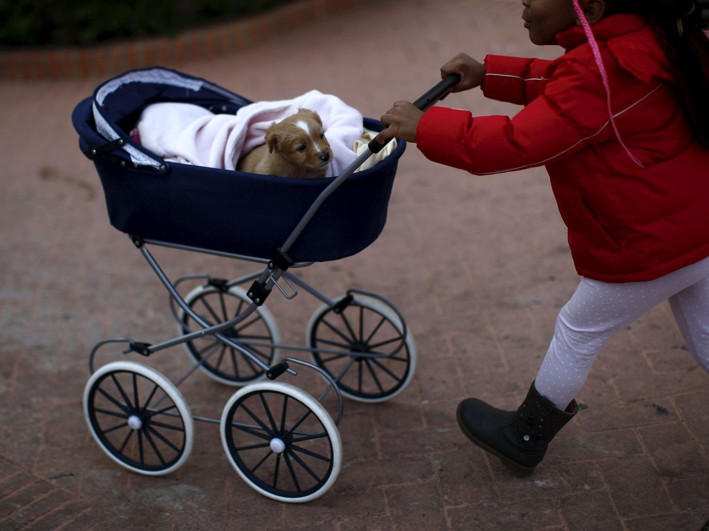 Una niña empuja un perro en un carrito tras ser bendecido por un sacerdote en Benalmádena (Málaga). (Reuters/Jon Nazca)