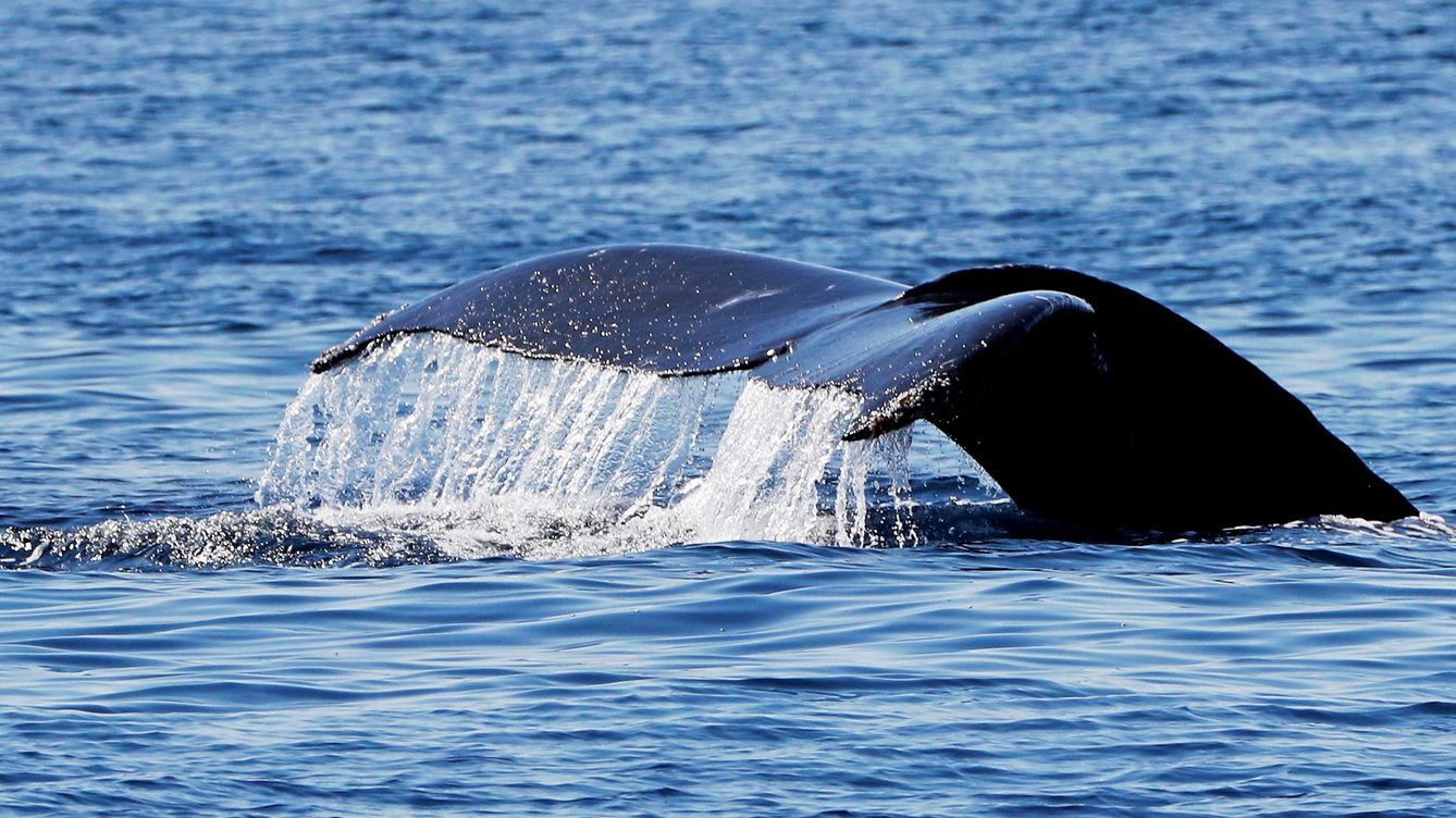 Foto: La caza de estos animales ha reducido a menos de un centenar el número de ejemplares de ballena franca del Pacífico norte. (EFE)