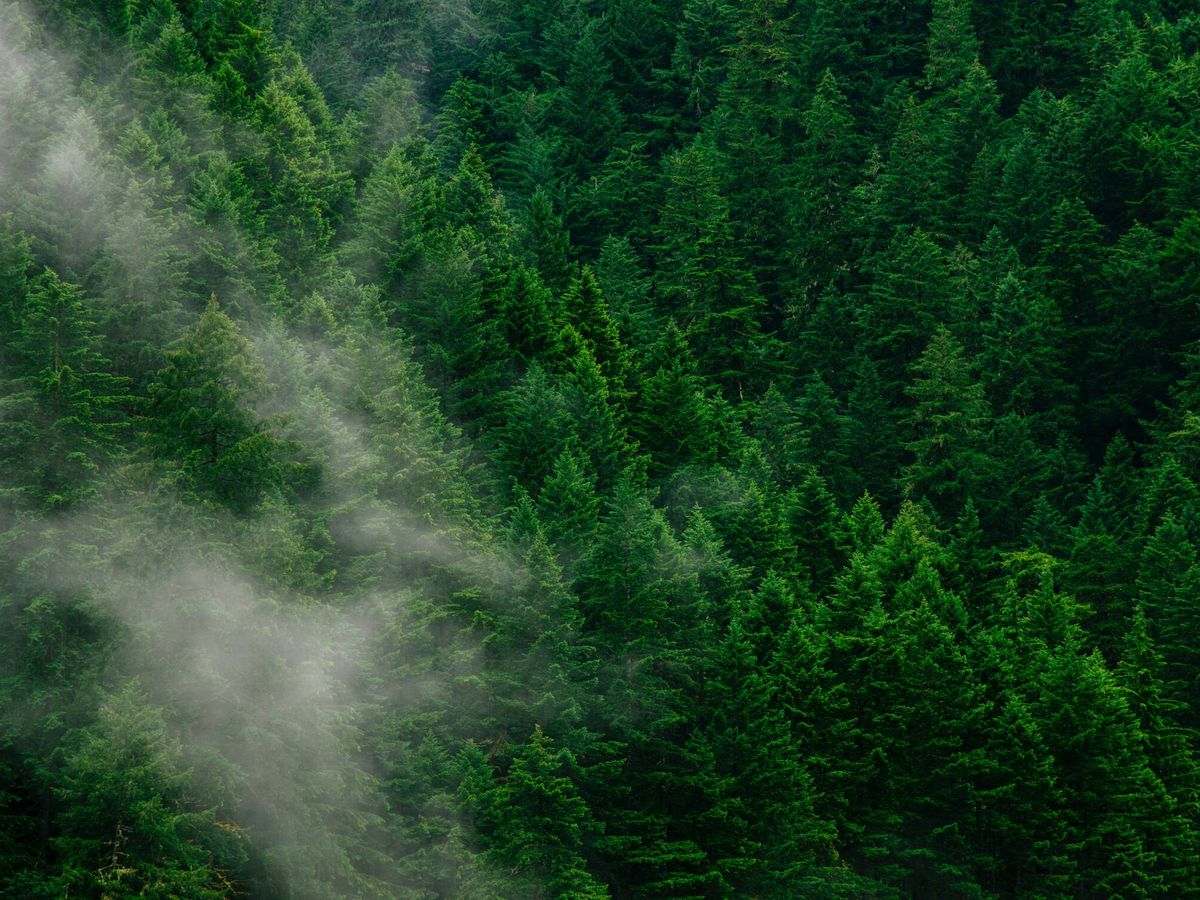 Foto: Las masas forestales regulan el clima. (Unsplash)