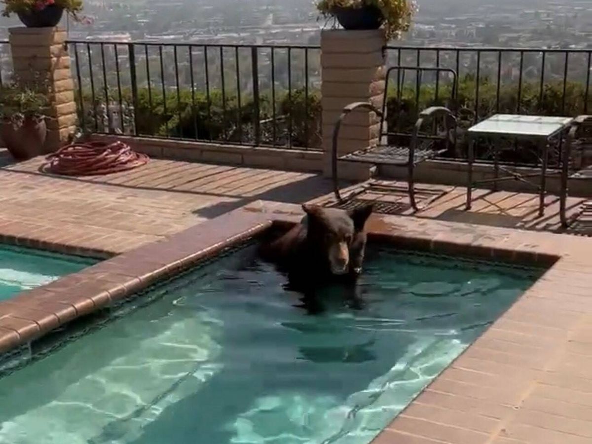 Foto: En California hay alrededor de 30.000 ejemplares de osos negros (Twitter/@BurbankPD)