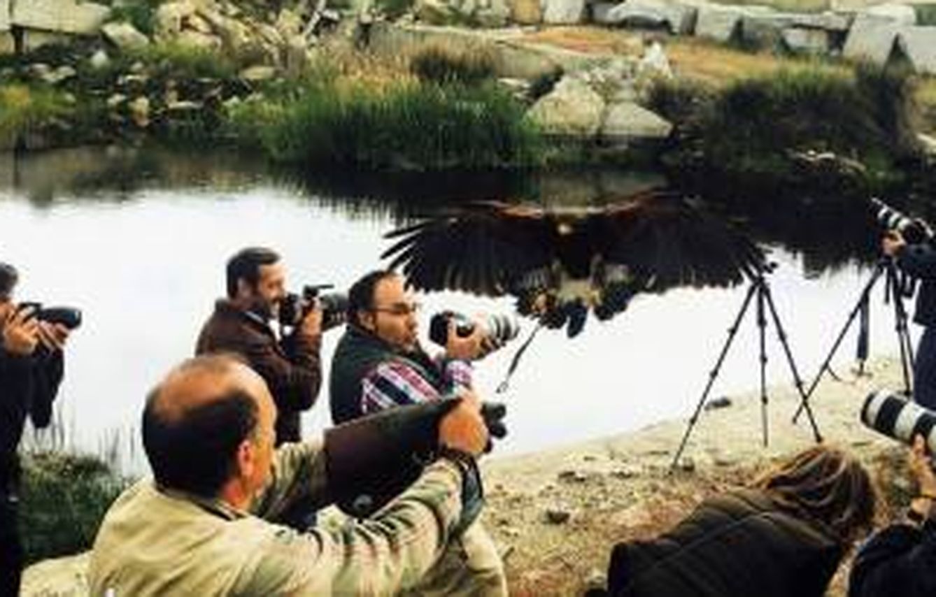 Un águila sobrevuela las cámaras de los amantes de la fotografía 