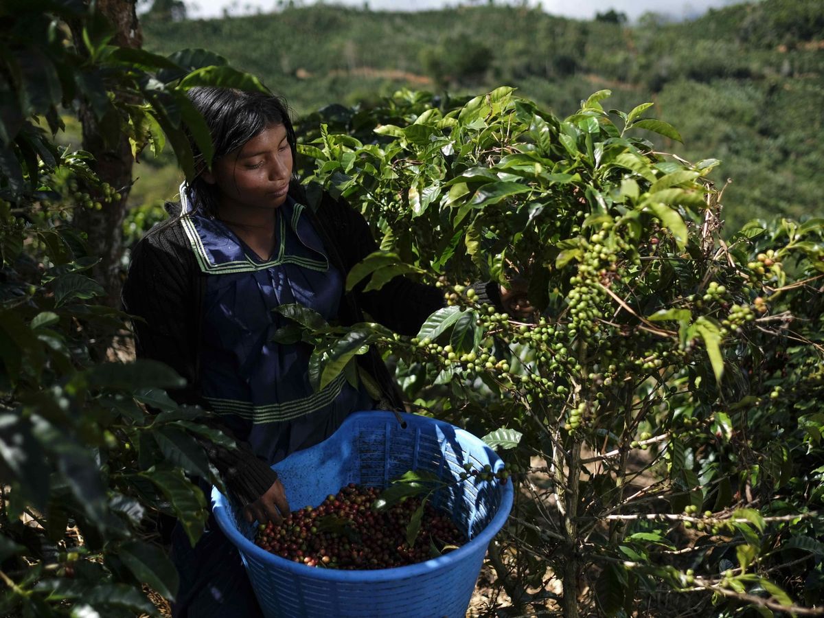 Foto: Una trabajadora recoge granos de café en Costa Rica. (EFE)