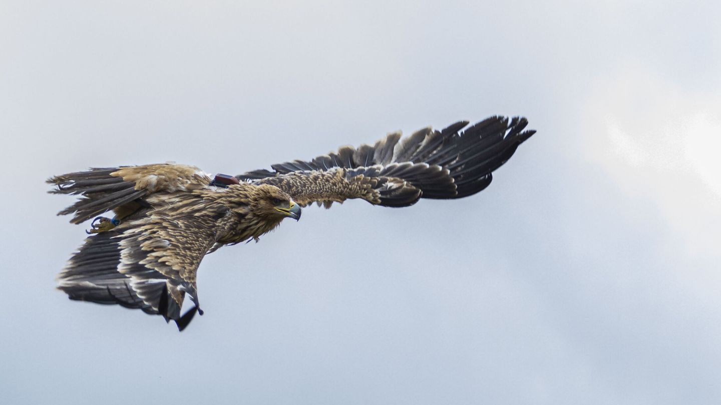 Águila imperial, en vuelo. (EFE/Ángeles Visdómine) 