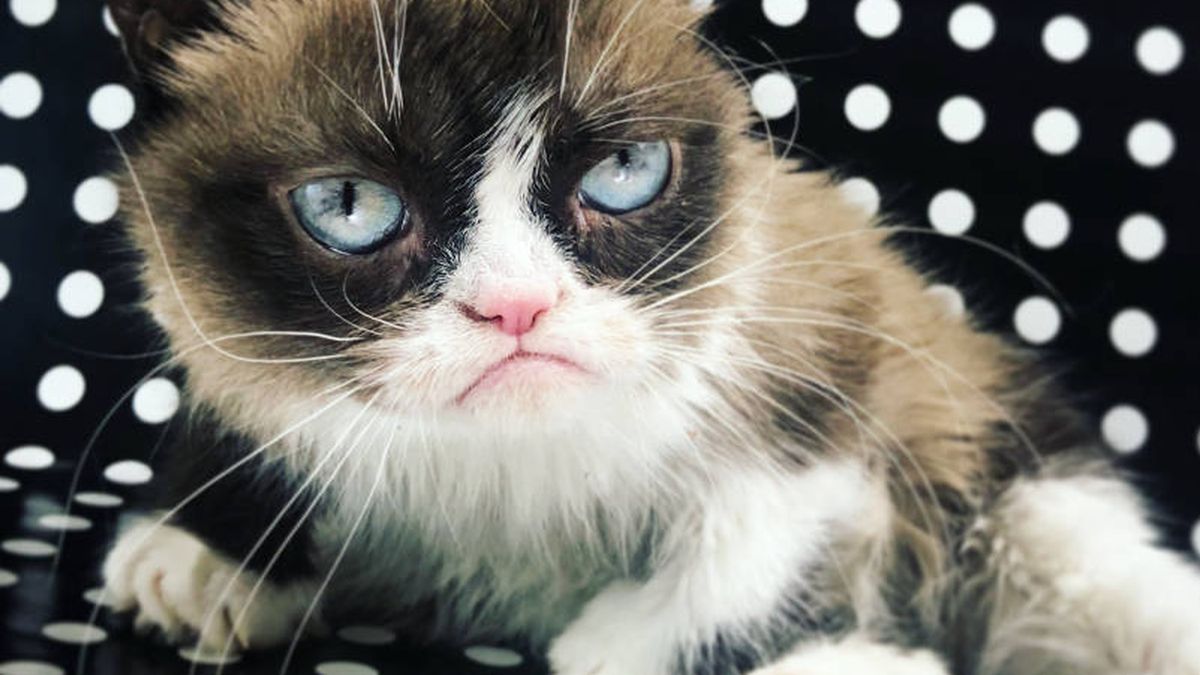 Adiós al felino más famoso de internet: muere Grumpy Cat