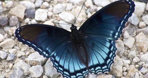 Foto: Mariposa azul común. (Foto: Robb Hanawacker/Good Free Photos