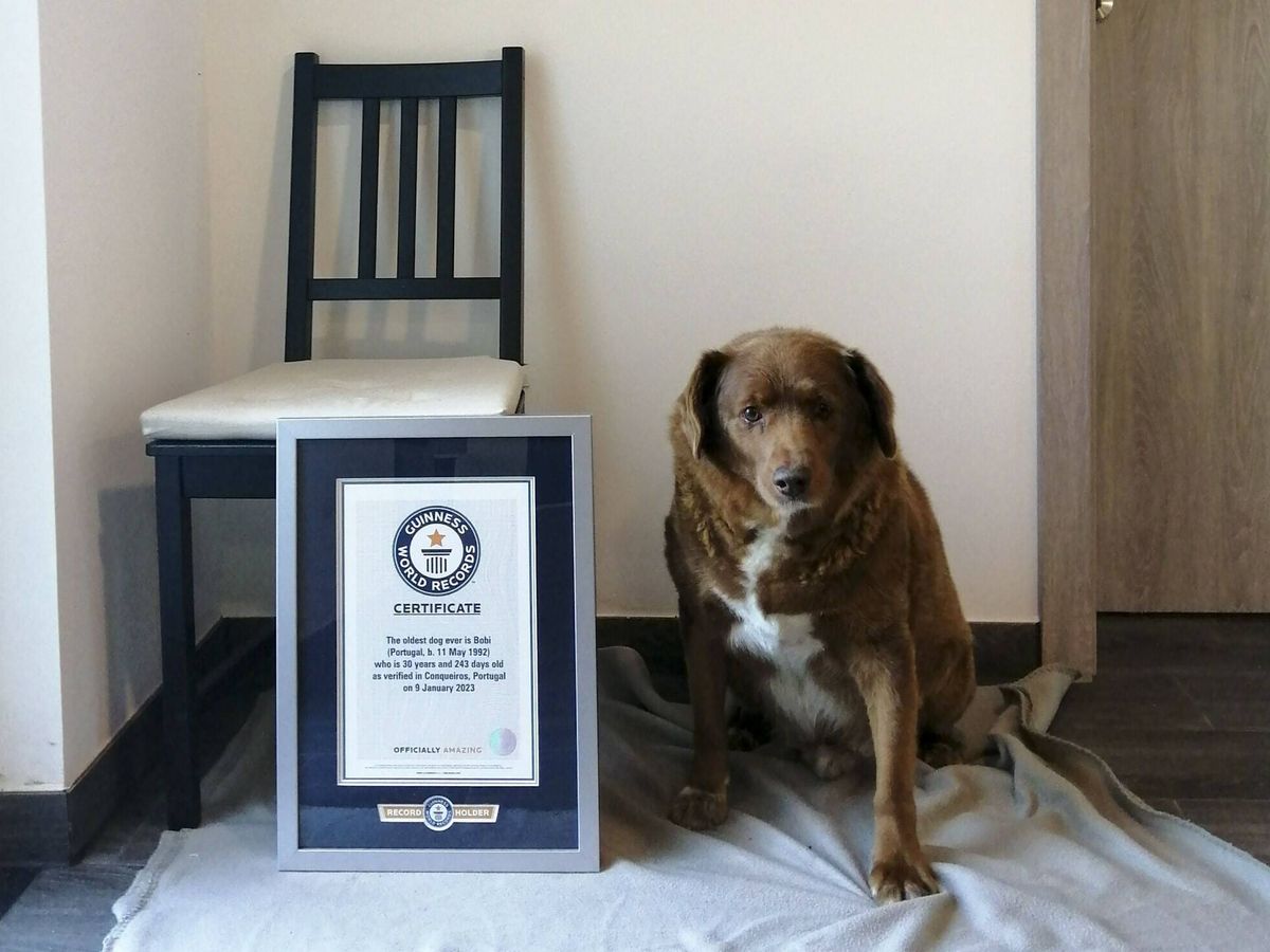Oferta de trabajo Exención Moderador El perro más longevo del mundo recibe oficialmente su récord Guinness