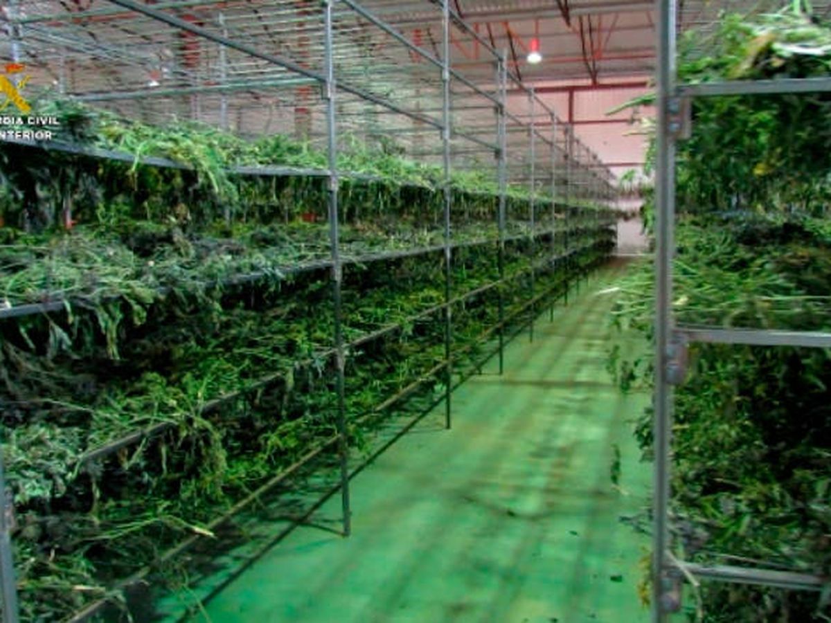 Foto: Los agentes descubrieron más de 50.000 plantas de marihuana (Guardia Civil)