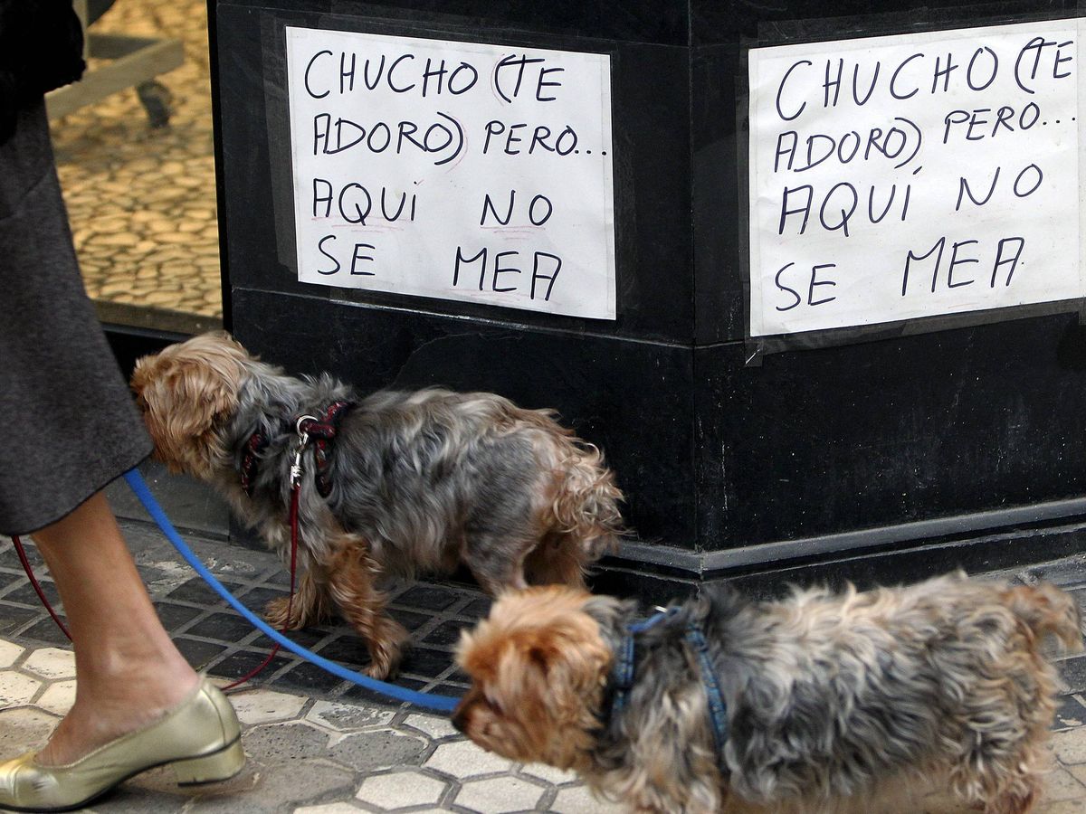 Foto: ¡Ojo! Si no limpias la orina de tu perro en tu lugar de vacaciones te pueden multar (EFE/Javier Etxezarreta)
